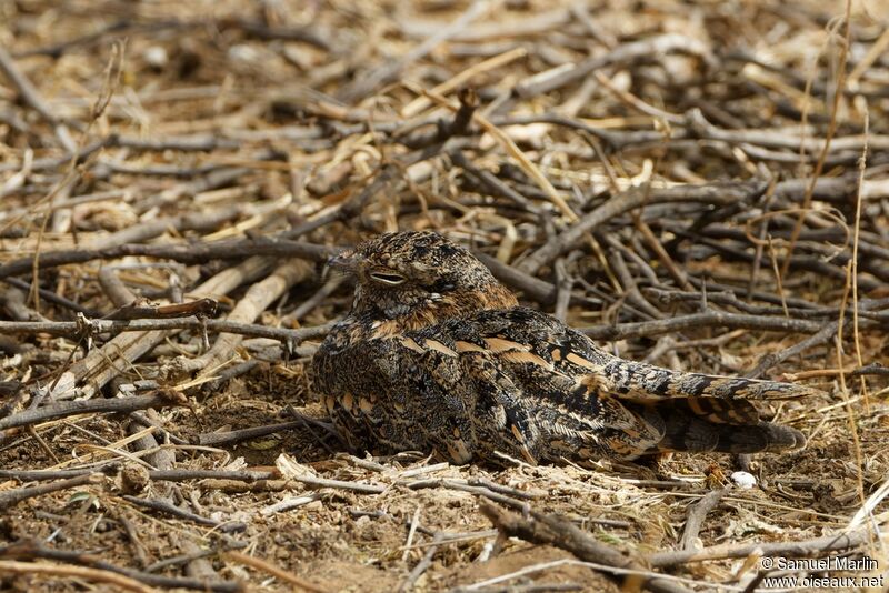 Standard-winged Nightjar