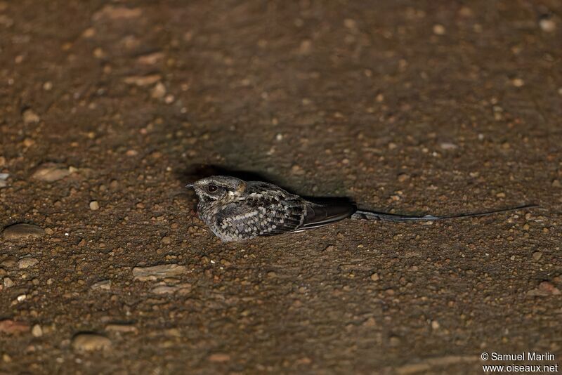 Scissor-tailed Nightjar male adult