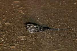 Scissor-tailed Nightjar