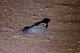 Scissor-tailed Nightjar