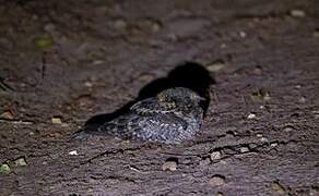 Little Nightjar