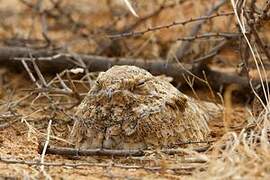 Golden Nightjar