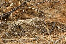 Golden Nightjar