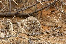 Golden Nightjar