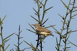 Yellow-bellied Eremomela