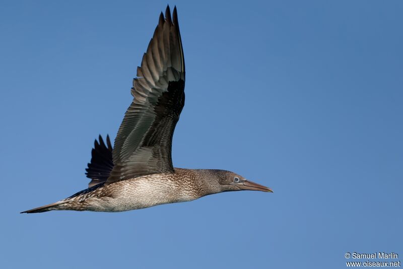 Northern Gannetjuvenile