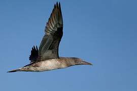 Northern Gannet