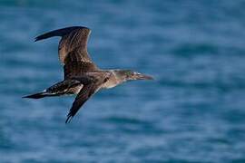 Northern Gannet