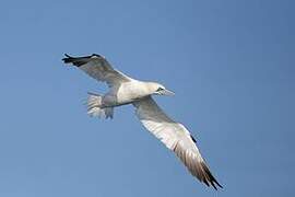 Northern Gannet