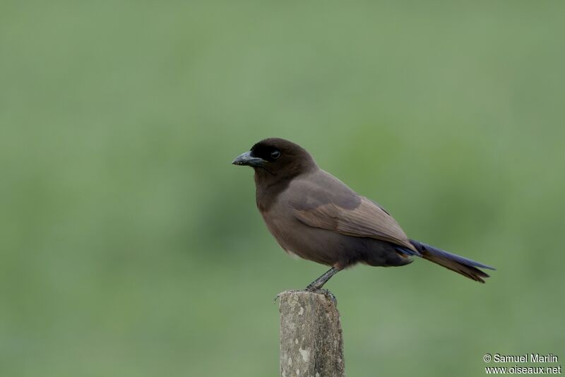 Purplish Jayadult