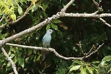 Gobemouche vert-de-gris