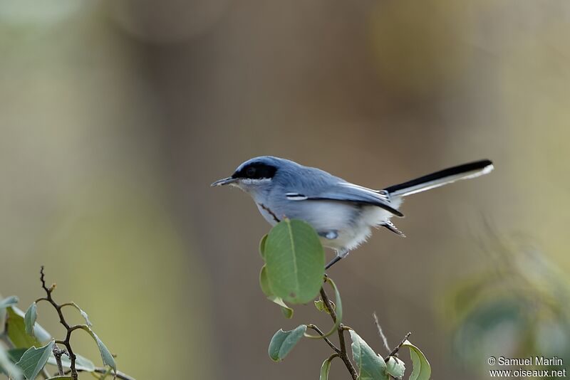 Masked Gnatcatcher