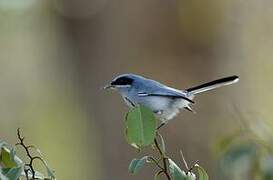 Masked Gnatcatcher