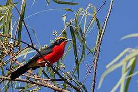 Yellow-crowned Gonolek