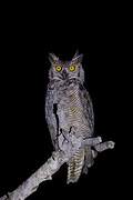 Great Horned Owl