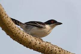 Great Antshrike