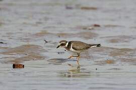 Common Ringed Plover