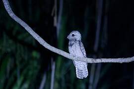 Great Potoo