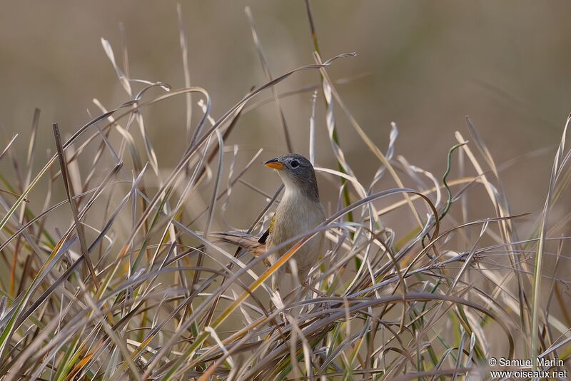 Wedge-tailed Grass Finchadult