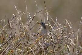 Wedge-tailed Grass Finch