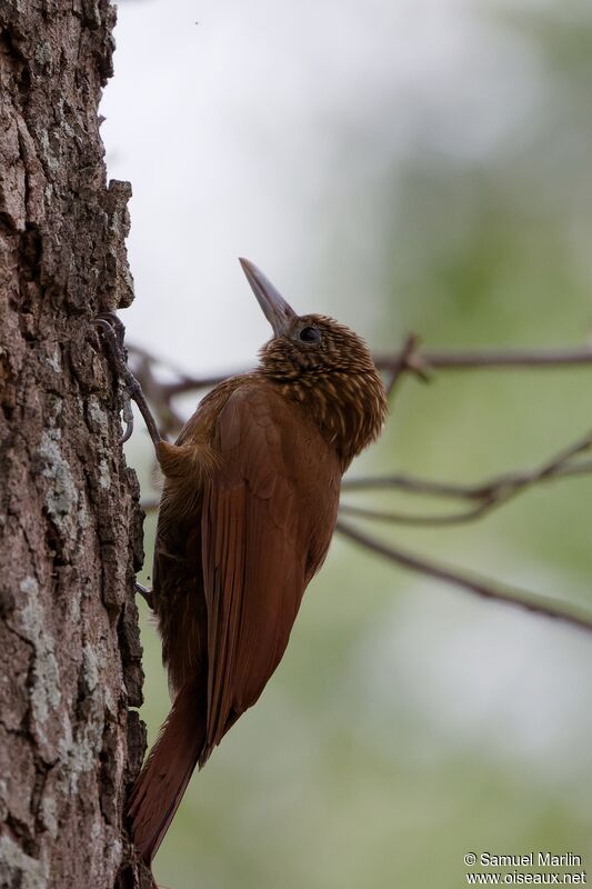 Black-banded Woodcreeperadult