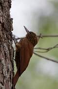 Black-banded Woodcreeper