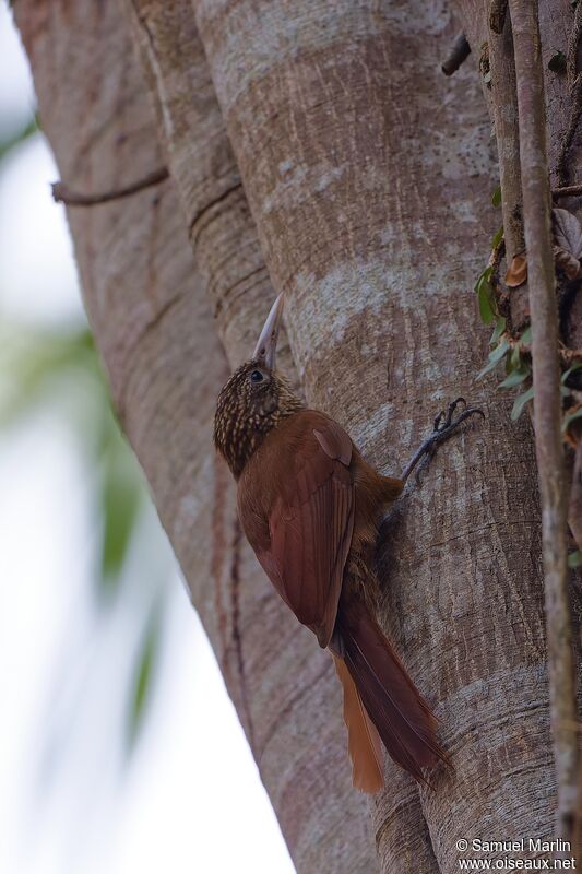 Black-banded Woodcreeperadult