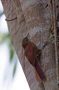 Black-banded Woodcreeper