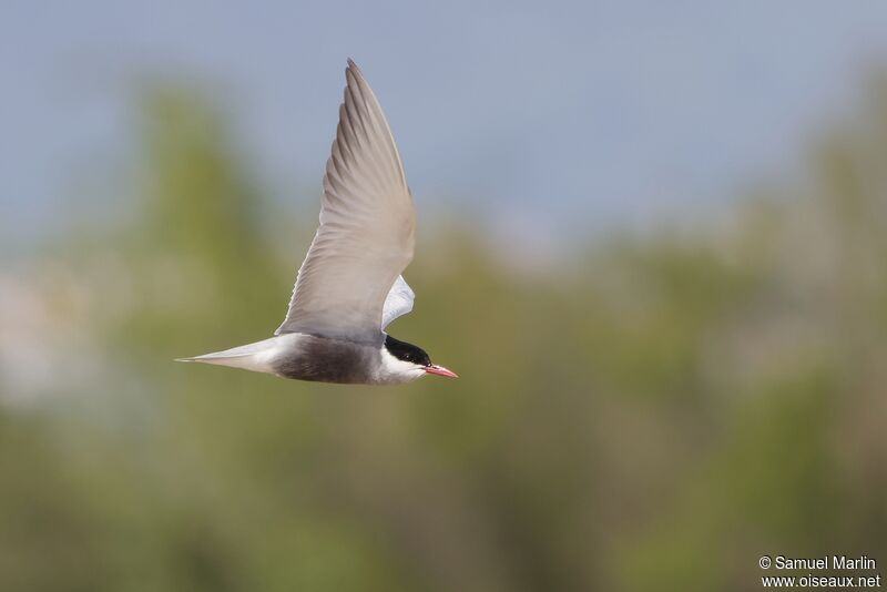 Whiskered Ternadult, Flight