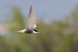 Whiskered Tern