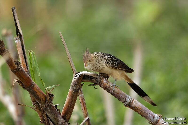 Guira Cuckooadult