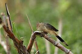 Guira Cuckoo