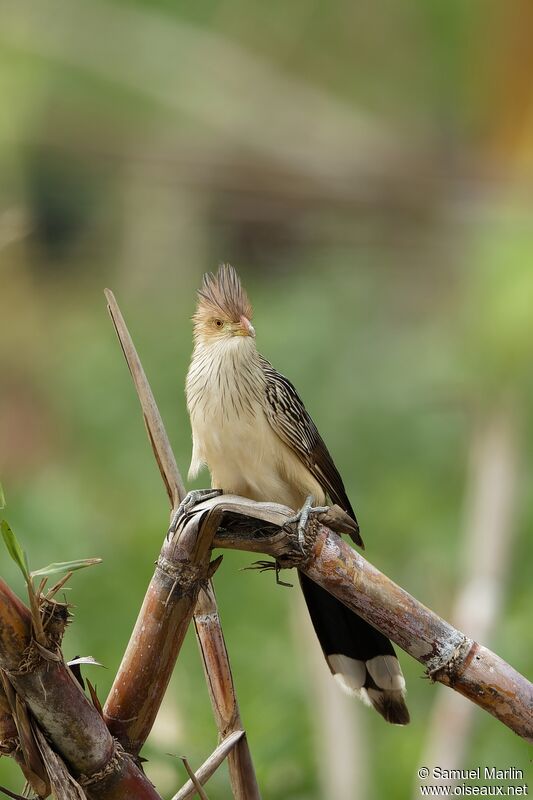 Guira Cuckooadult