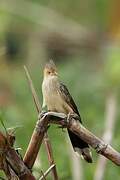 Guira Cuckoo