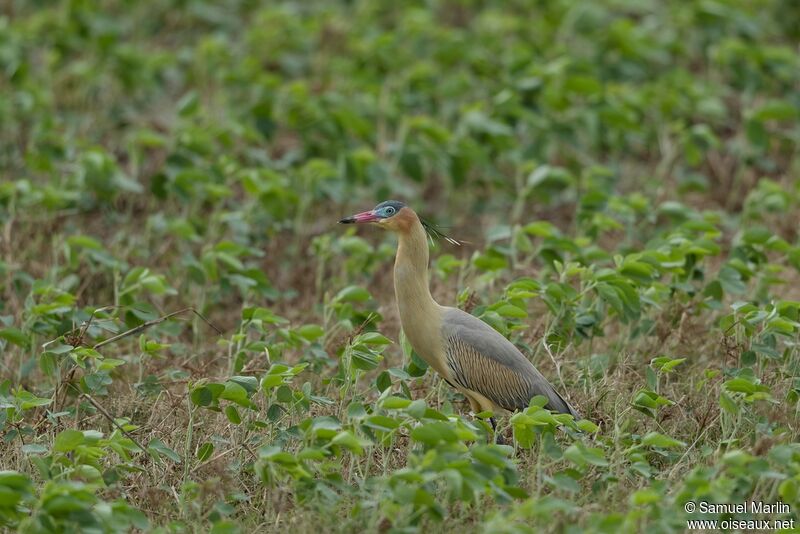 Whistling Heronadult