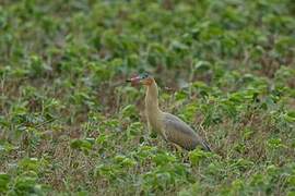 Whistling Heron