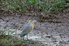 Whistling Heron