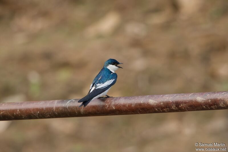 Hirondelle à ailes blanchesadulte