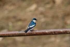 White-winged Swallow