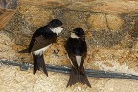 Western House Martin