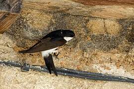 Western House Martin