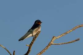 Red-chested Swallow