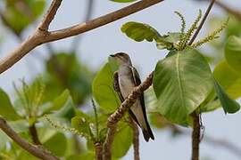 Brown-chested Martin