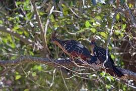 Hoatzin