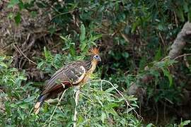 Hoatzin