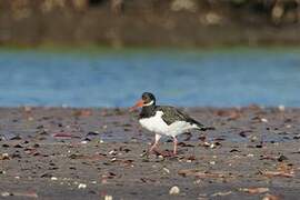 Eurasian Oystercatcher