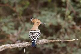 Eurasian Hoopoe