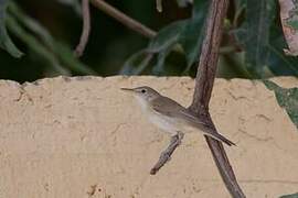 Western Olivaceous Warbler