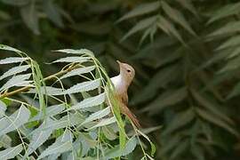 Western Olivaceous Warbler