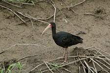 Ibis à face nue